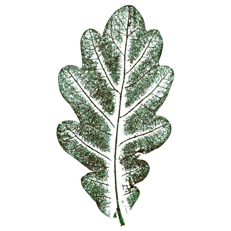 Eichenblatt Naturgrün / Blatt/ Eiche/Baum