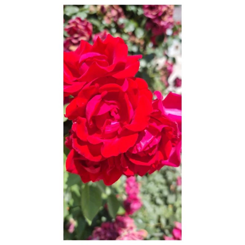 Red Rose