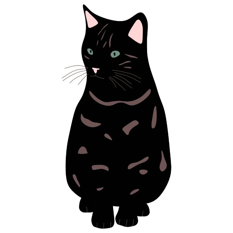 black cat