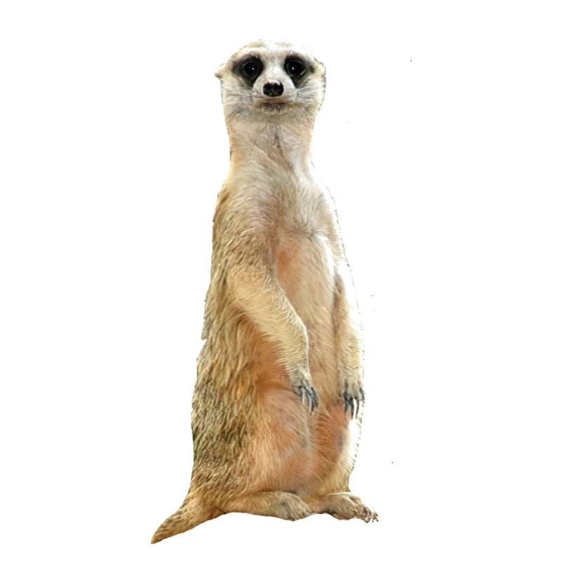 Erdmännchen