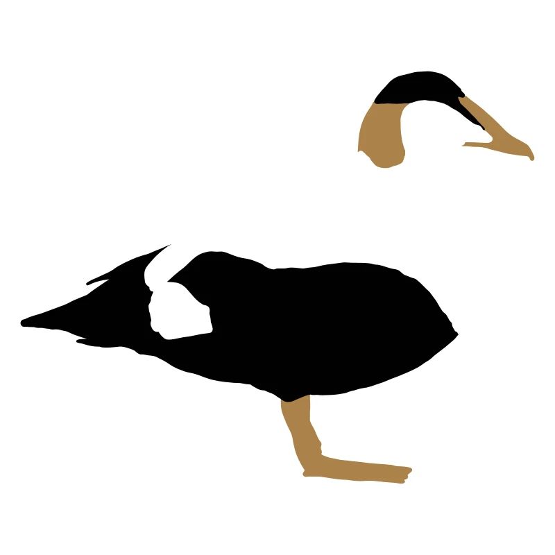 common eider