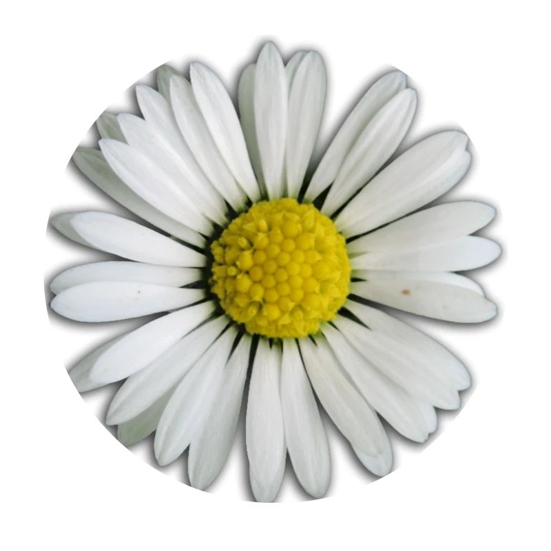 Gänseblümchen - Blume