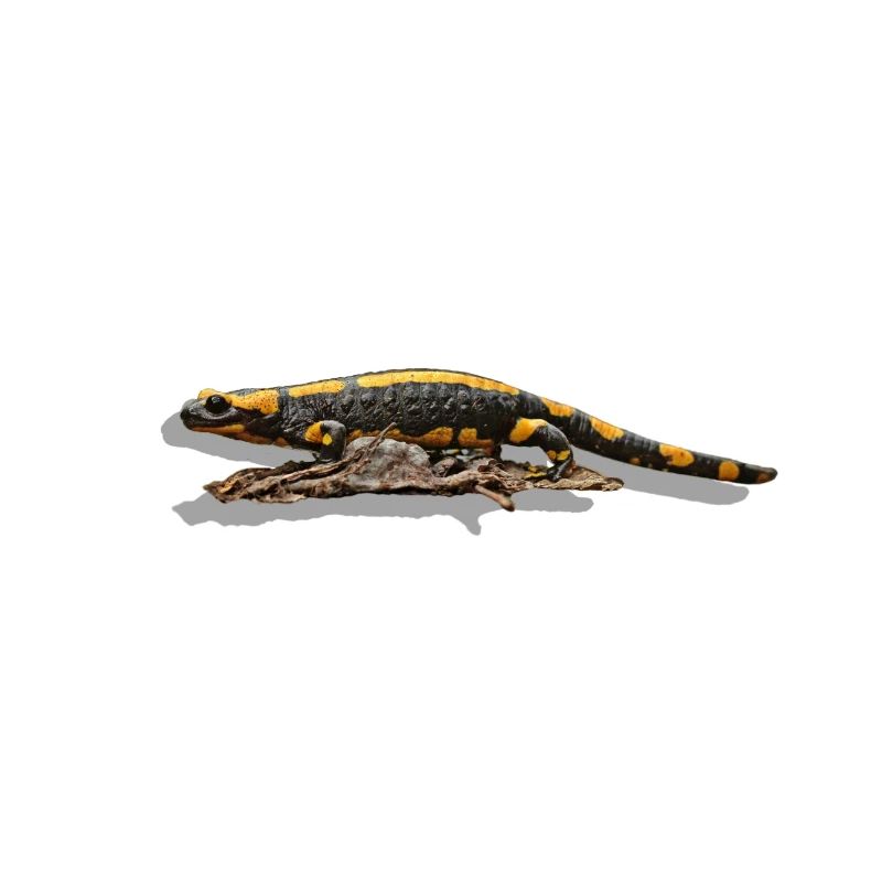 Feuersalamander