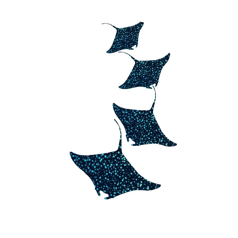 Manta Rochen