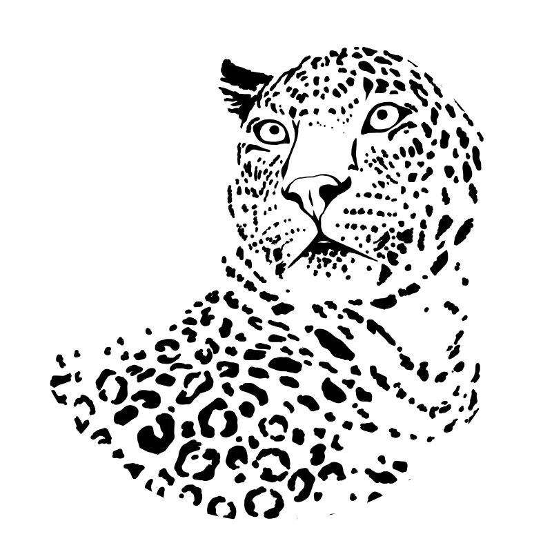 Watchful Leopard