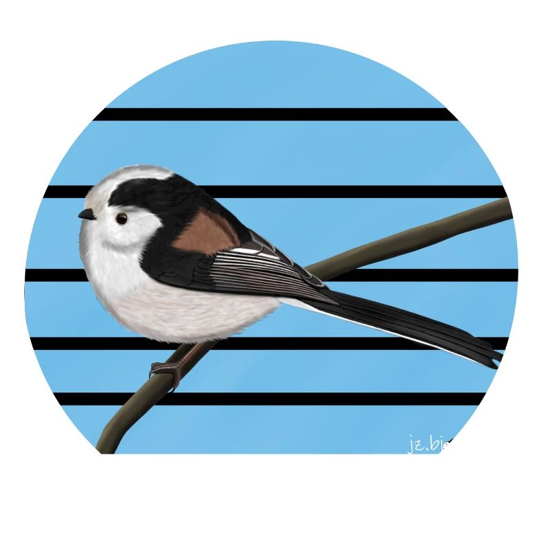 conception d'oiseaux à longue queue