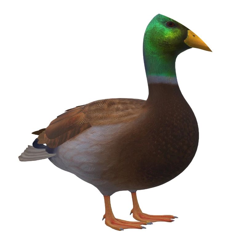 3D Ente