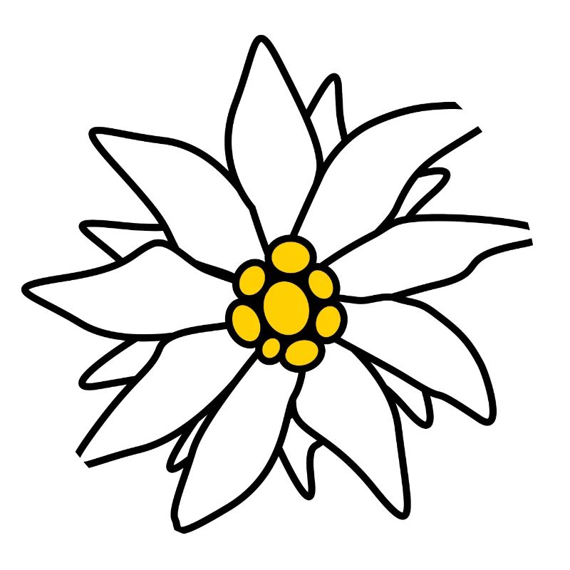 Edelweiss - Fleur alpine