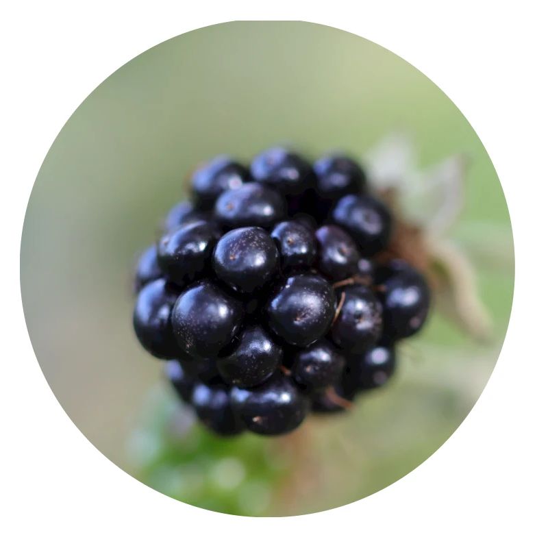 Brombeere Brombeeren Beeren Früchte