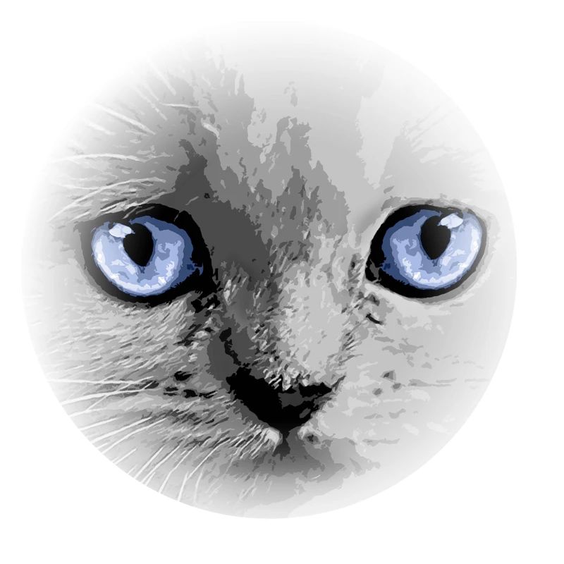 Kitty Kätzchen Katze