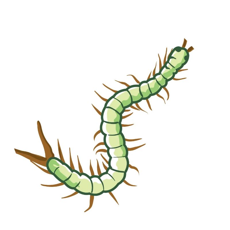 Skolopender Insekt Krabbeltier Centipede giftig