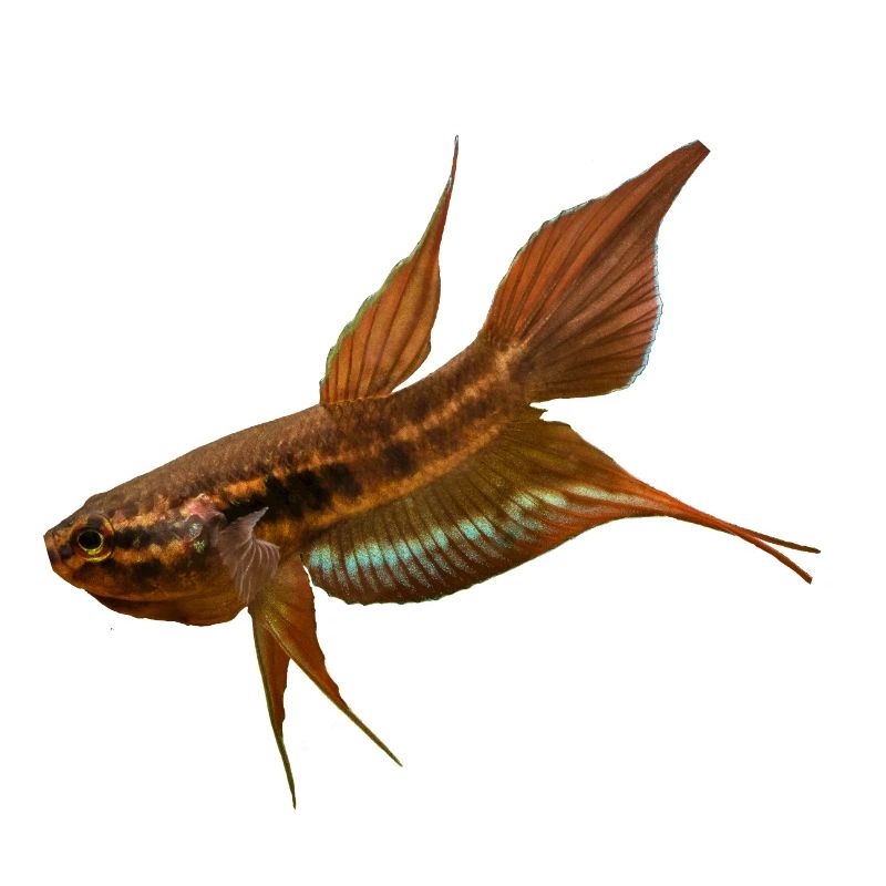 Betta dimidiata
