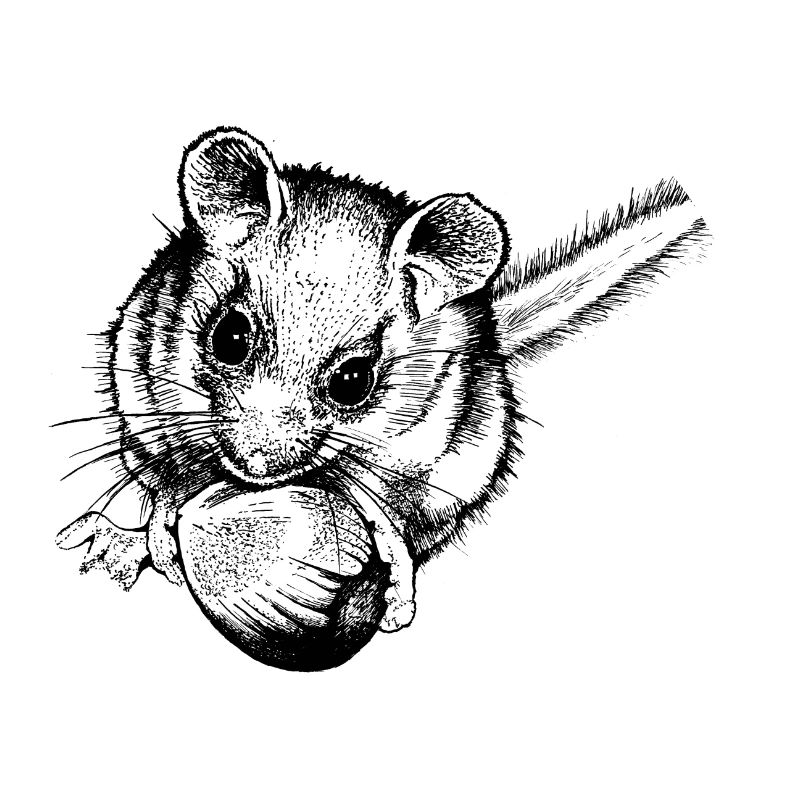 Haselmaus