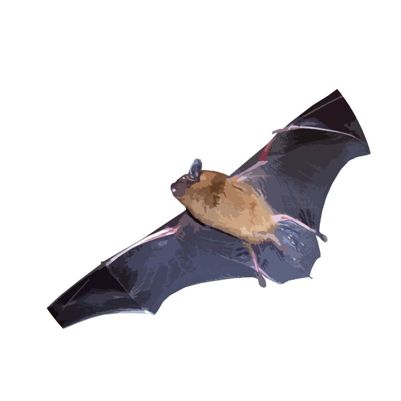 Bat