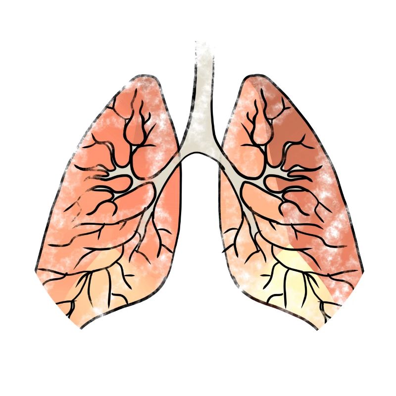 Lung bronchi