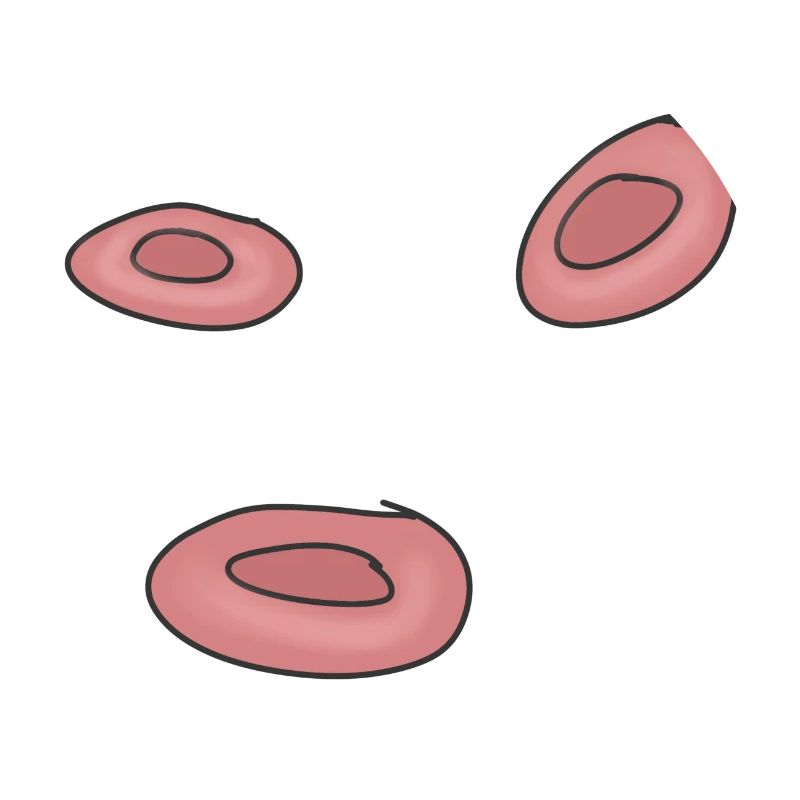 Cellules de cellules de sang