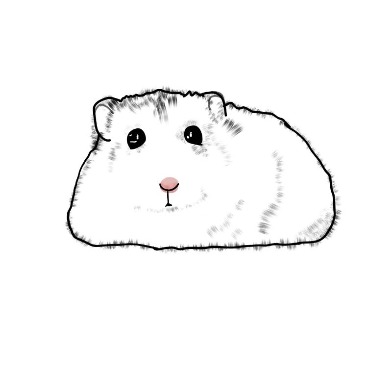 Hamster Animals Dwarf Hamster