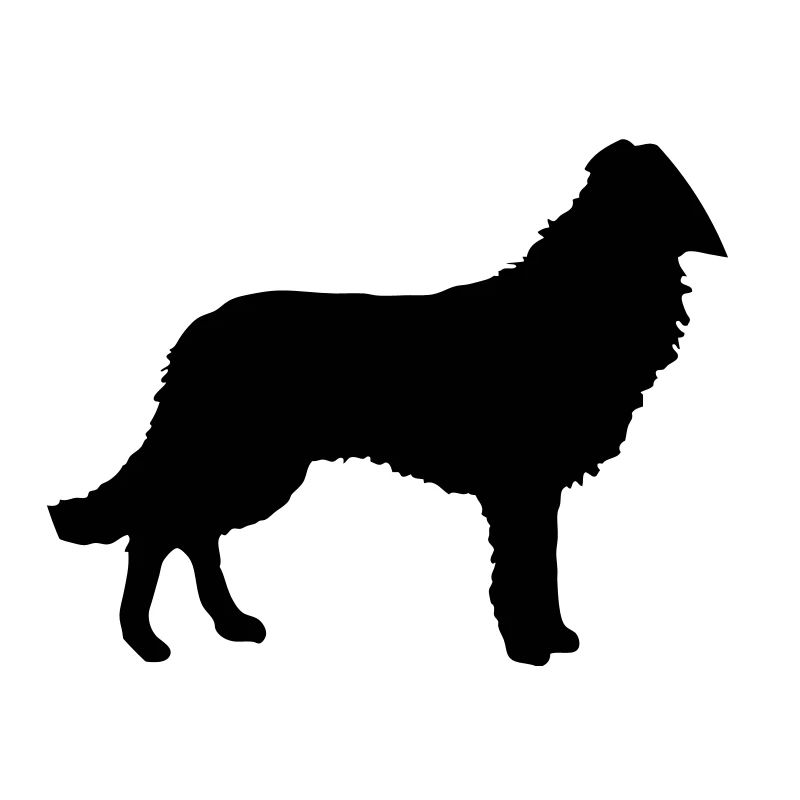 Border Collie, Hund, Agility