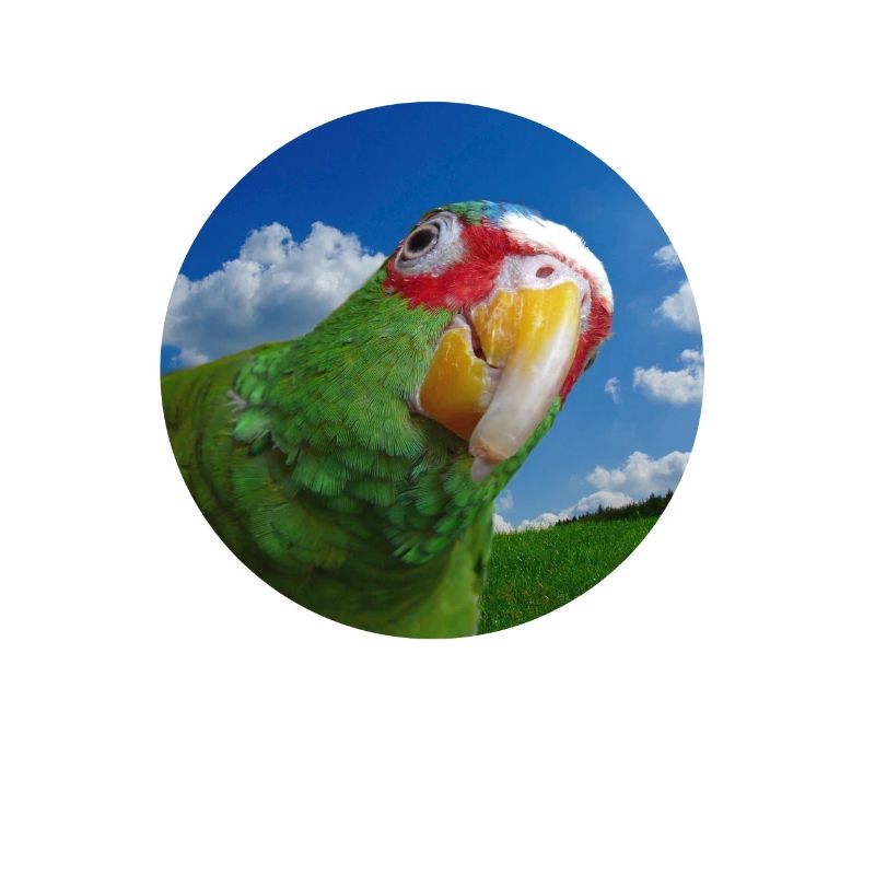 White-fronted Amazon