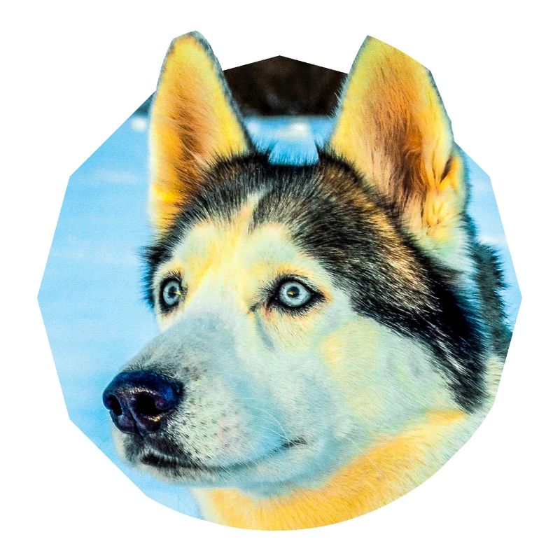 Husky