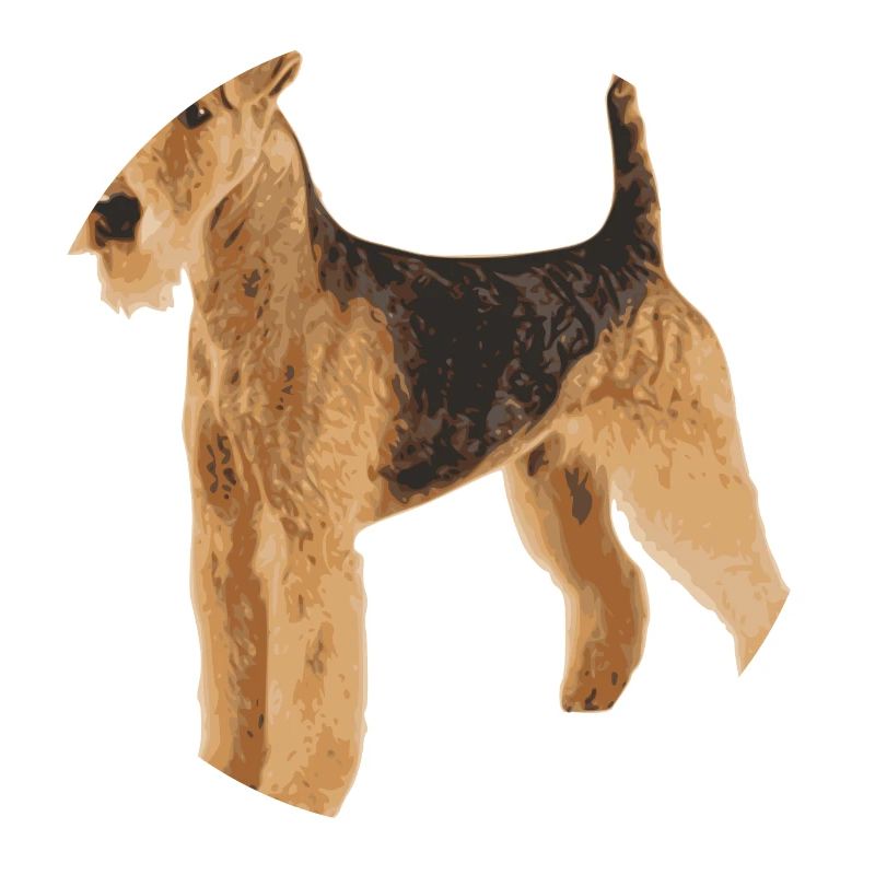 Airedale Terrier