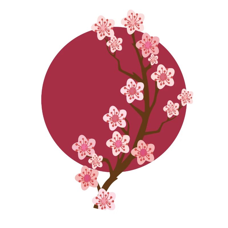 Sakura Kirschblüte