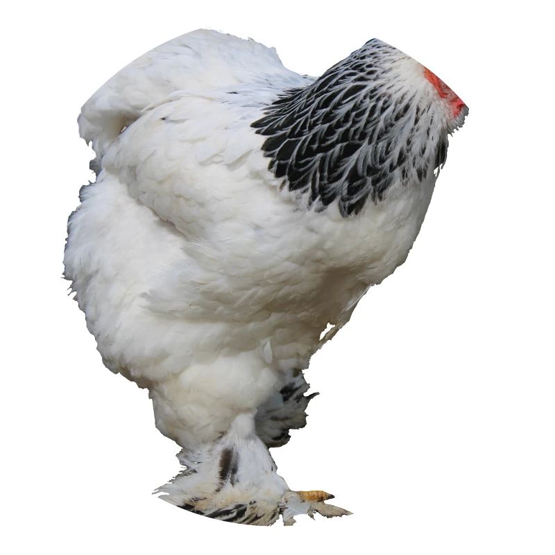 Brahma