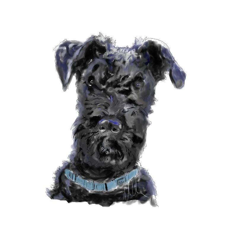 Kerry Blue Terrier