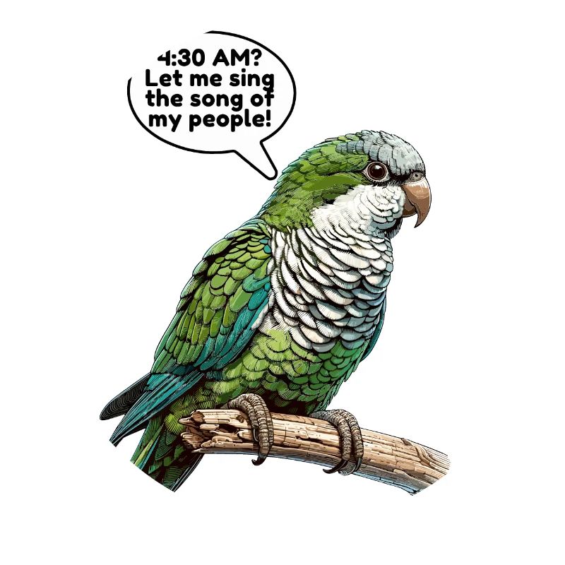 Quaker Parrot Monk Parakeet