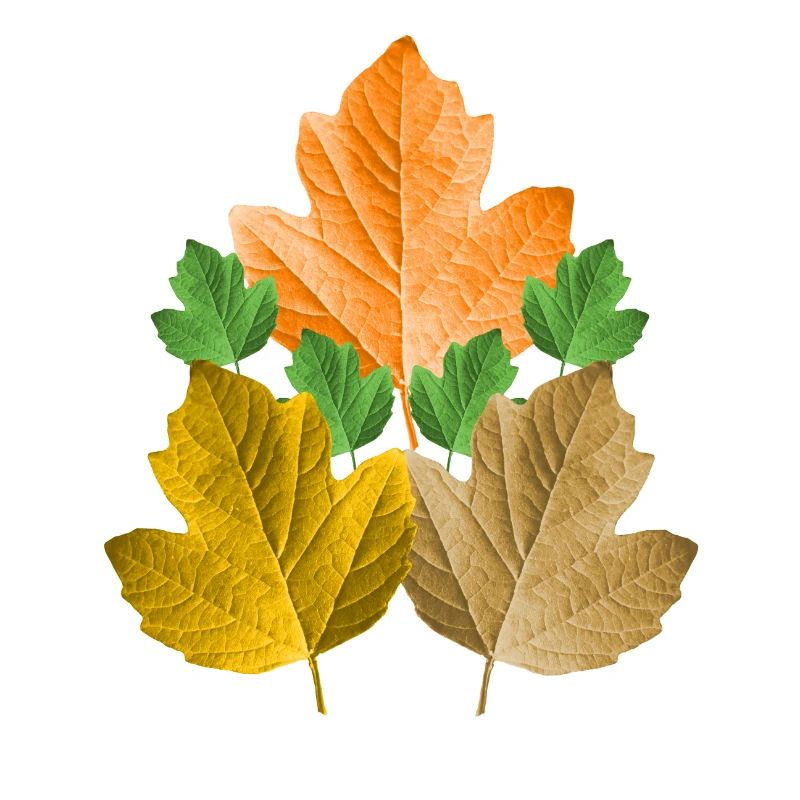 feuilles colorées d’un arbre dans le feuillage des feuilles d’automne