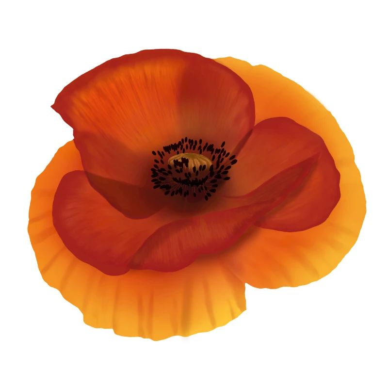 Poppy