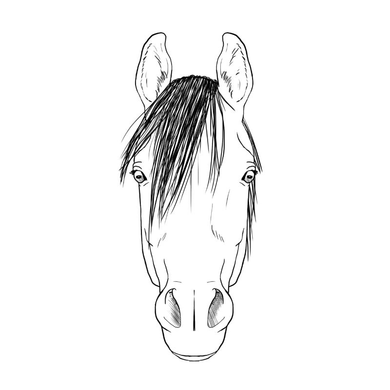 Pferd