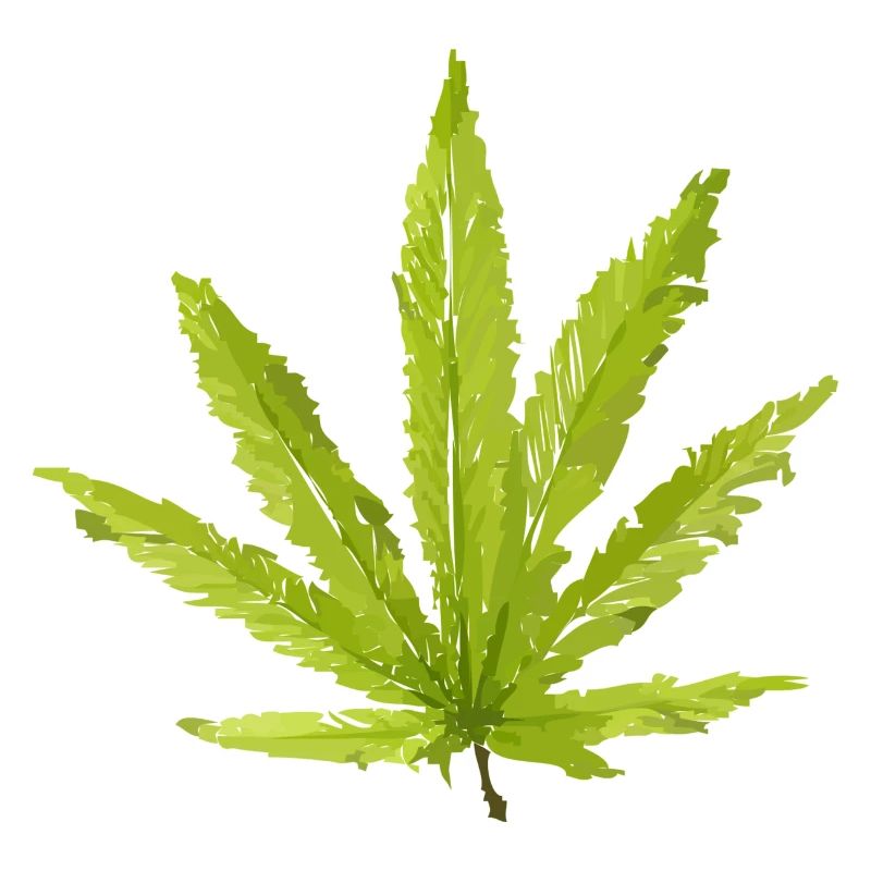 Hemp Leaf