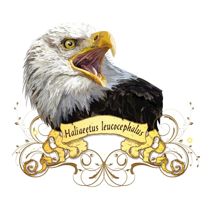 Bald eagle