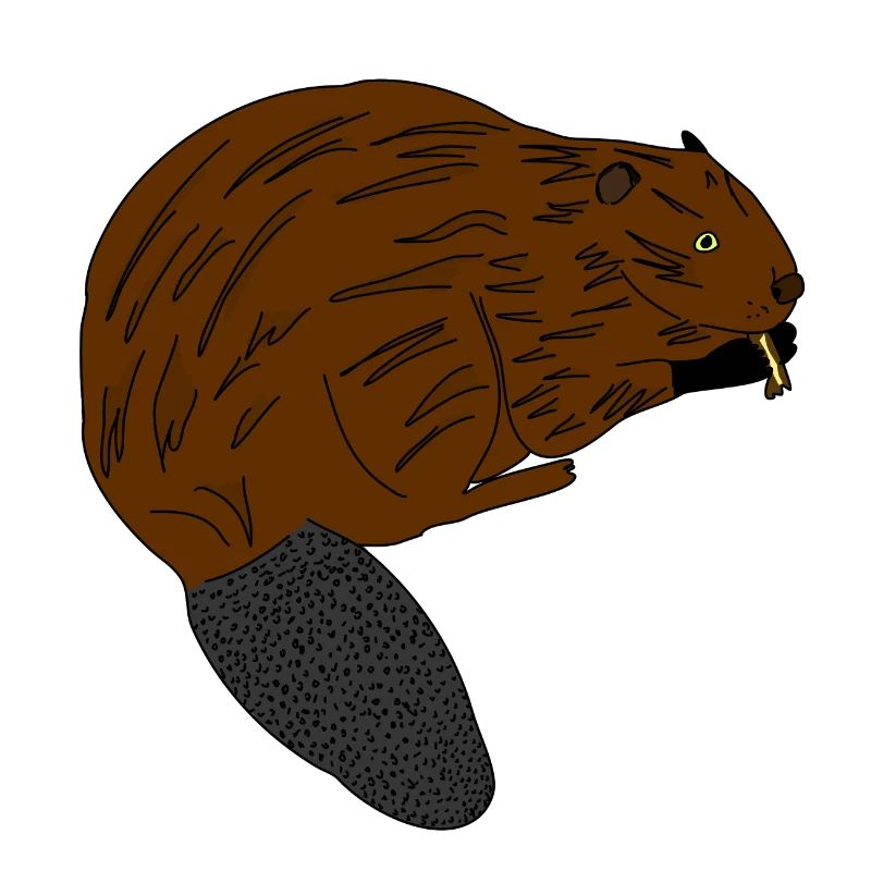 beaver