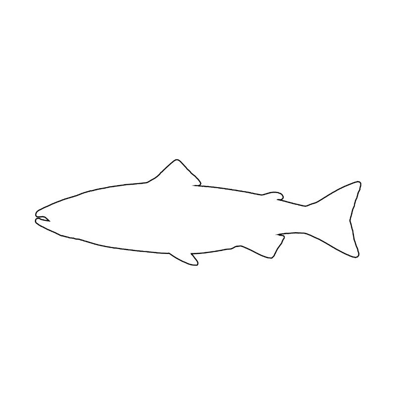 Trout