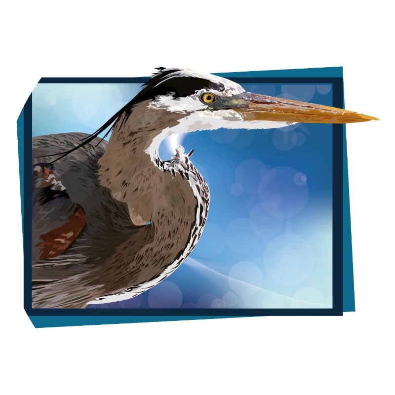 Blue heron