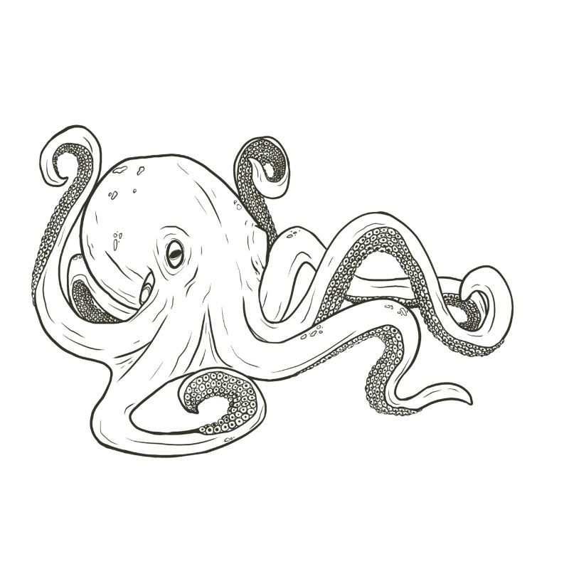 octopus