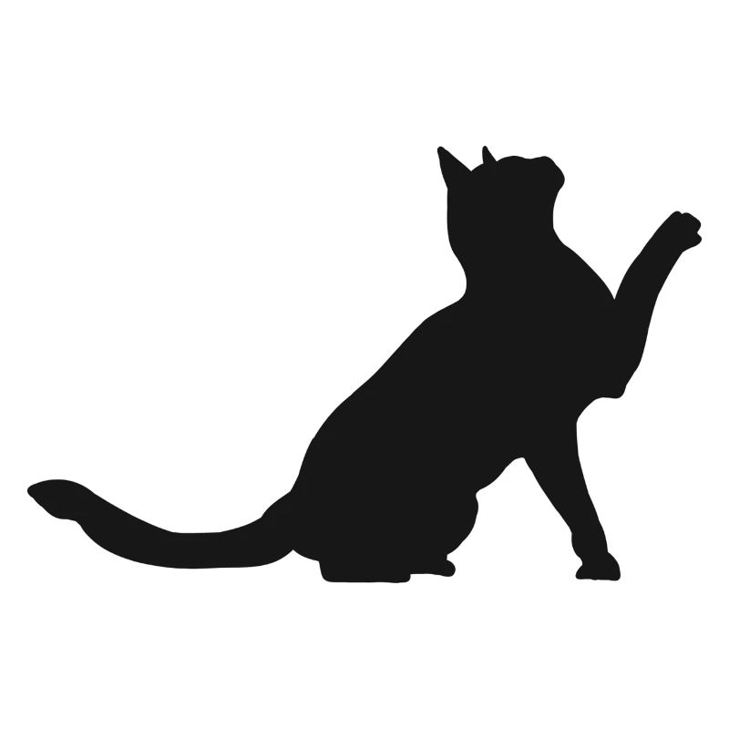 chat chat chat mignon animaux de compagnie bébé chat