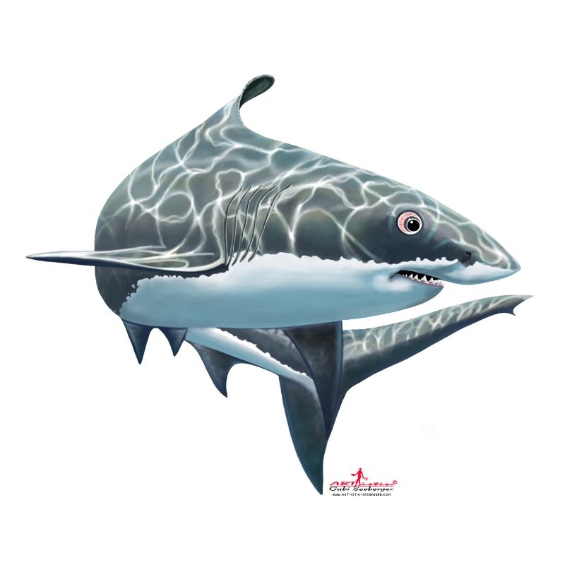 Grand requin blanc / requin