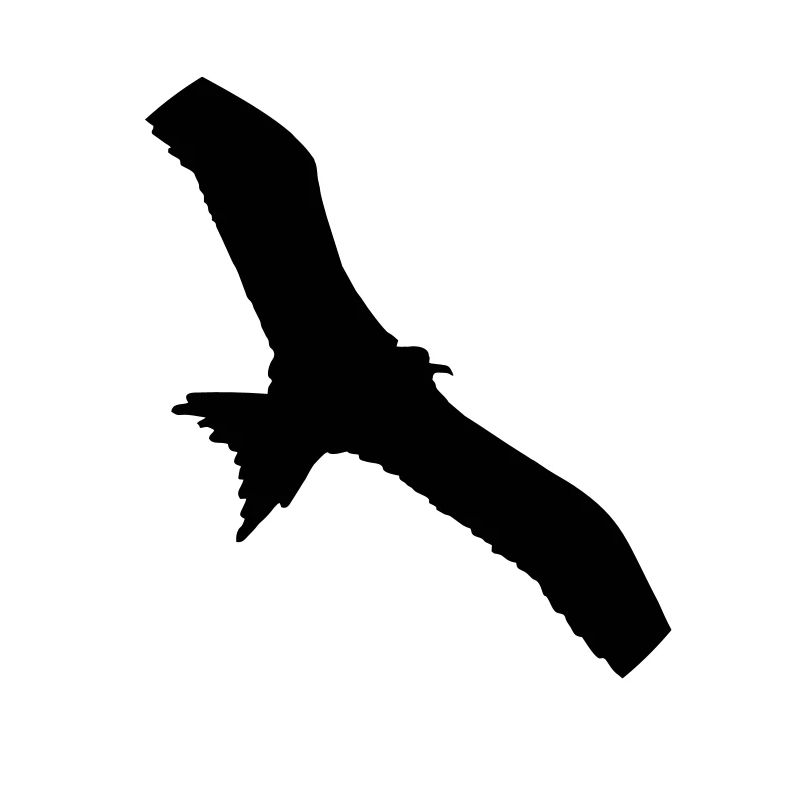 Vogel, Möwe