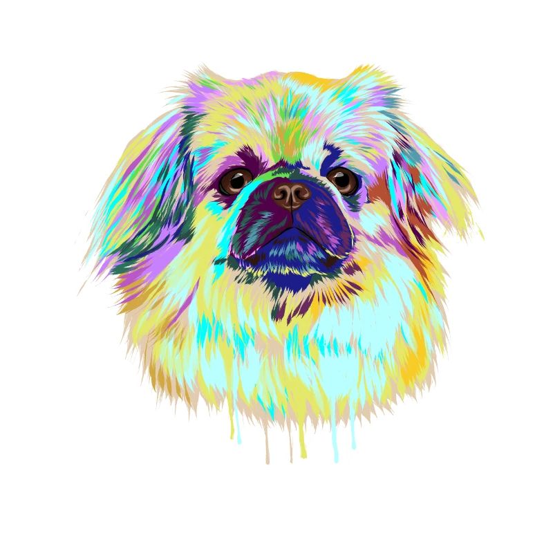 Splash Tibetan Spaniel Dog