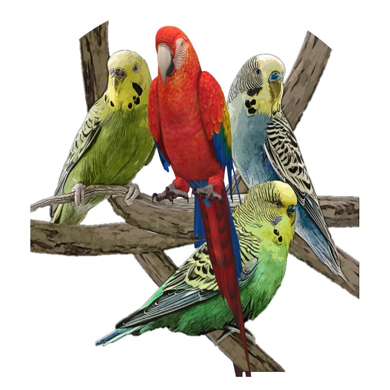 Budgerigar