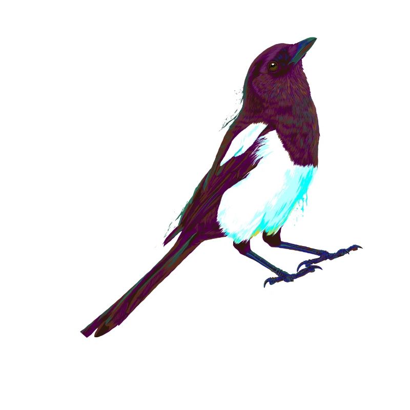 Pie d’oiseau Splash colorée