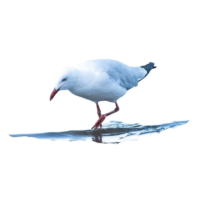 Seagull