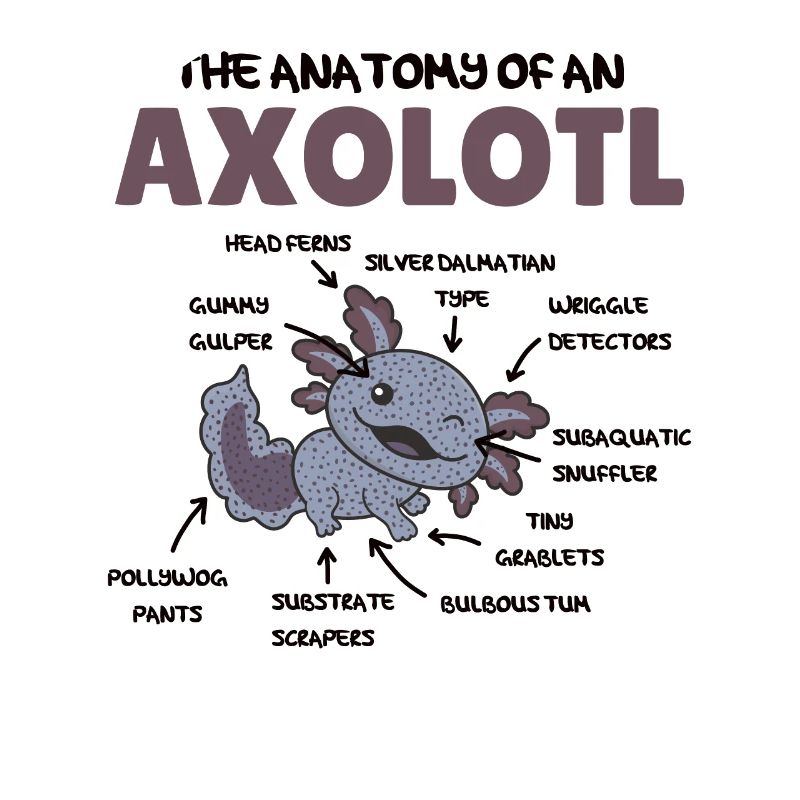 Axolotl Explication Anatomie d’un Axolotl
