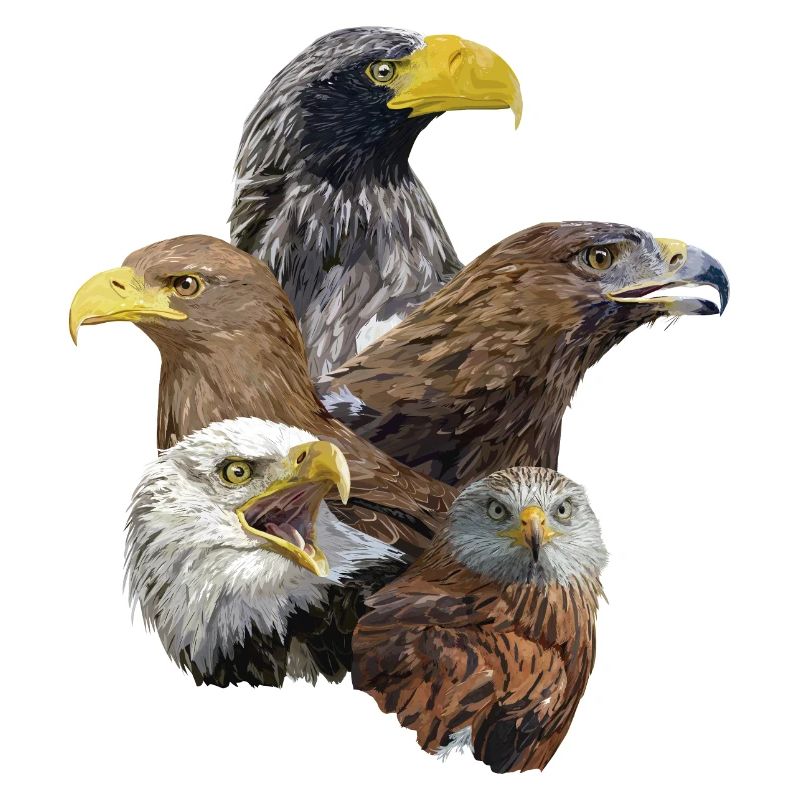 red kite