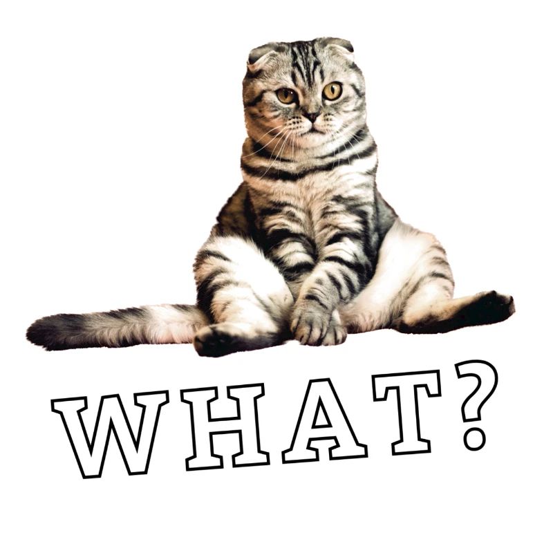 Cat – What?