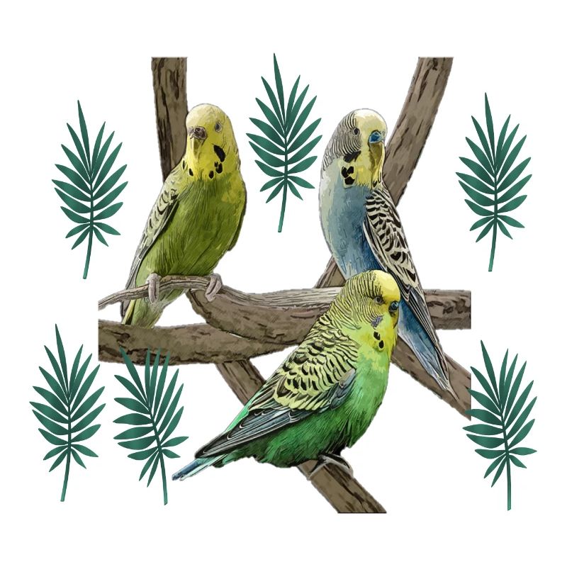 Budgerigar