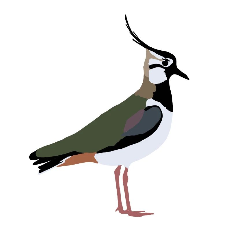 lapwing